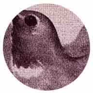 Colibri-177-1-510-Col.8
