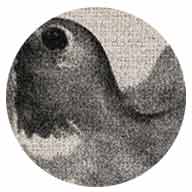 Colibri-177-1-510-Col.6