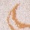 country-marron