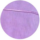 Royal-Malva-Sabana